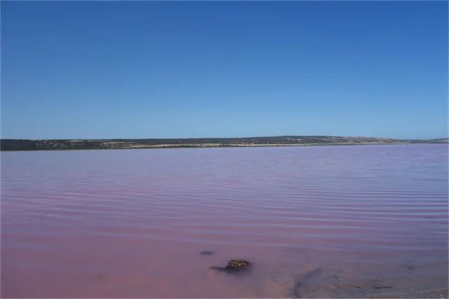 Pink lake 11
