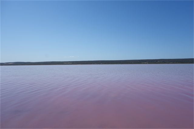 Pink lake 12